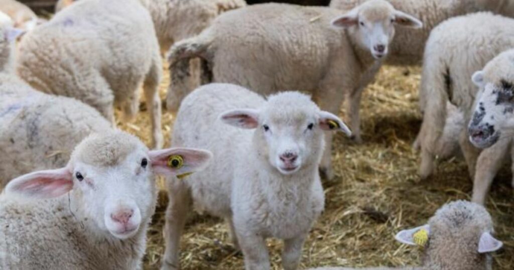 Seulement 20.000 DA : Le prix incroyable des moutons de Roumanie