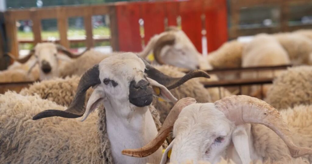 Importation de bétail pour l’Aïd al-Adha : Voici le prix du mouton espagnol