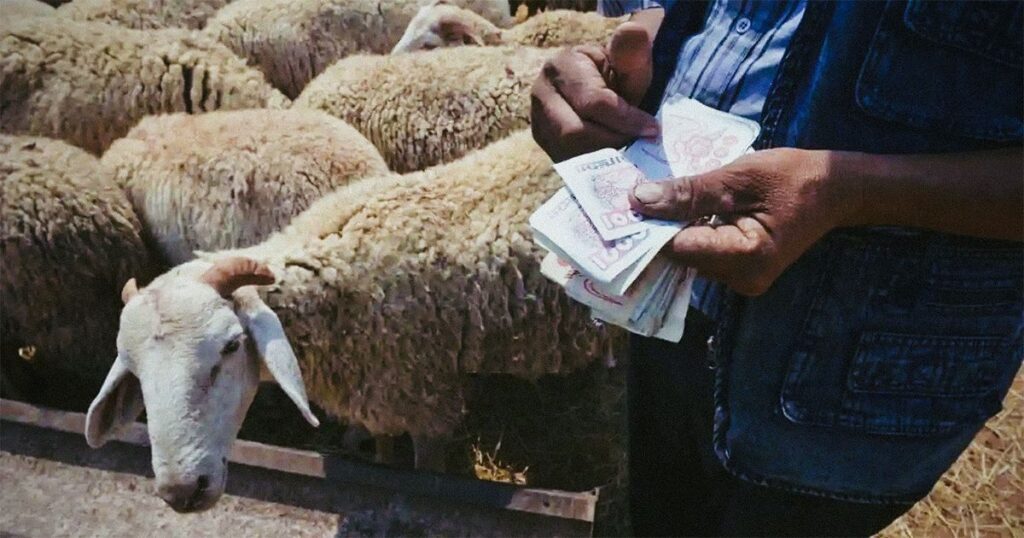 Importation de moutons pour l’Aïd : prix en Algérie, liste des fournisseurs… le point complet