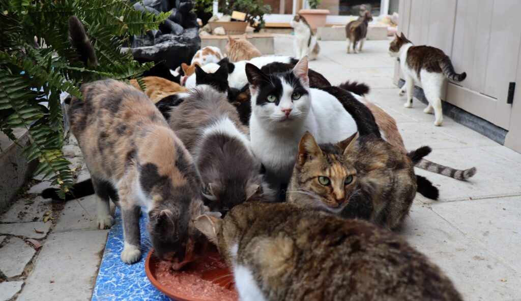 Une Algérienne abandonne sa famille pour vivre avec ses 86 chats